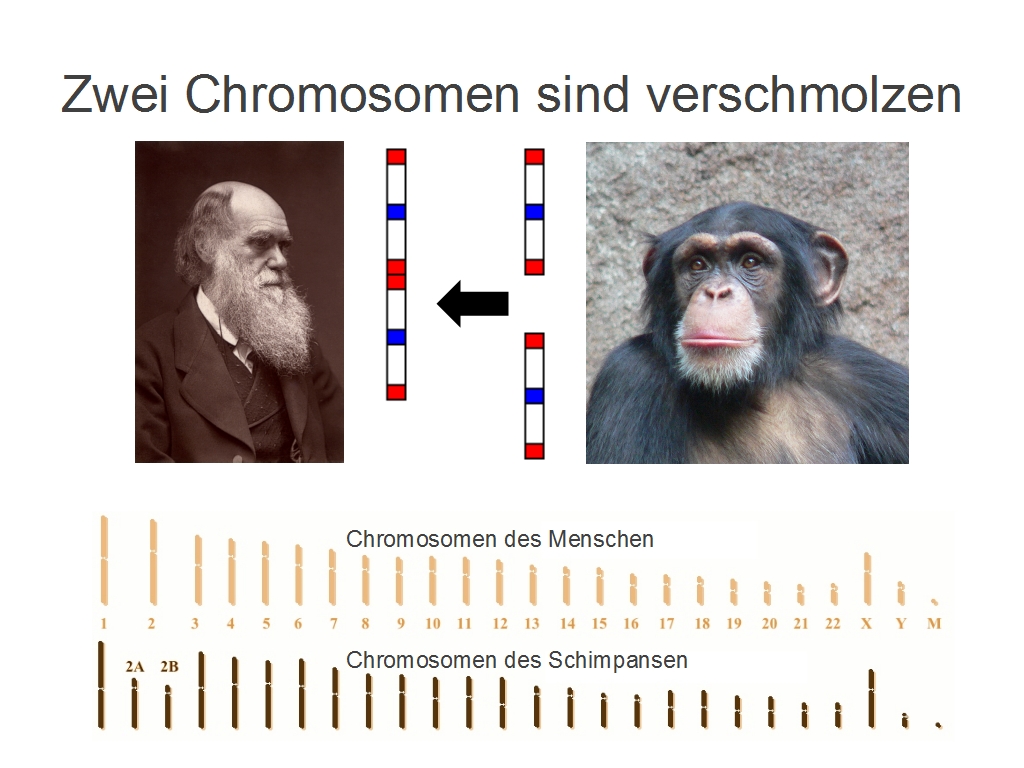 Genesis Und Das Genom Schopfung O Der Evolution